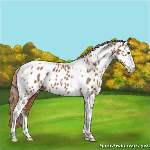 Horse Color:Chestnut Tobiano Appaloosa 