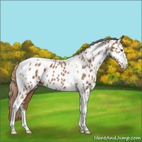 Horse Color:Chestnut Tobiano Near Leopard 