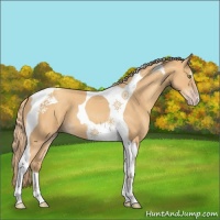 Horse Color:Gold Champagne Tobiano 