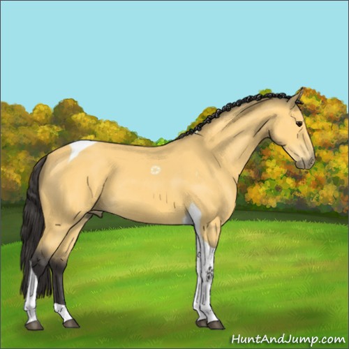 Horse Color:Buckskin Tobiano