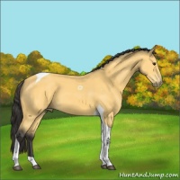Horse Color:Buckskin Tobiano