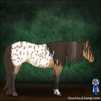 Horse Color:Buckskin Dun Tobiano Appaloosa 