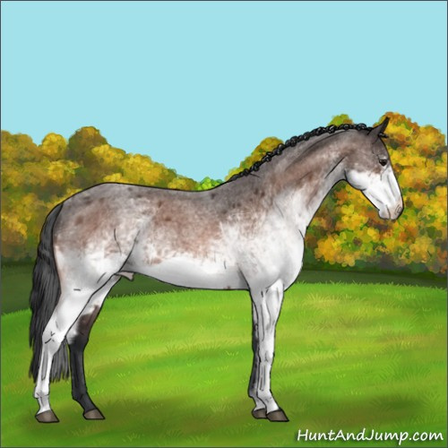 Horse Color:White Spotted Bay Roan 