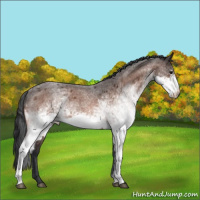 Horse Color:White Spotted Bay Roan