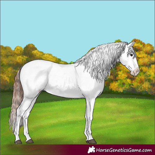 Horse Color:White Spotted Bay Appaloosa 