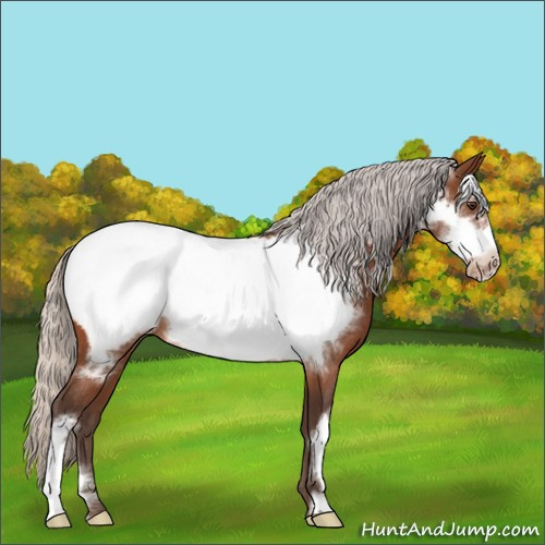 Horse Color:Silver Brown Frame Snowcap Rabicano 
