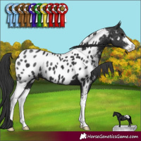 Horse Color:Black Sabino Appaloosa