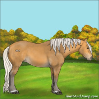 Horse Color:Silver Buckskin 