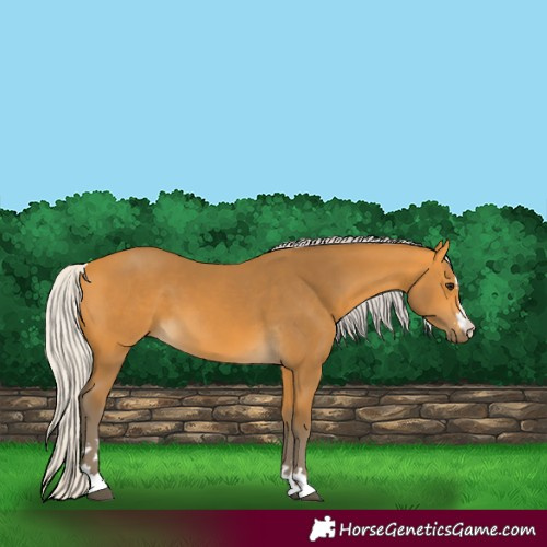 Horse Color:Silver Buckskin 