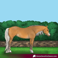 Horse Color:Silver Buckskin 