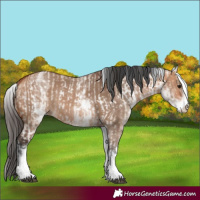 Horse Color:White Spotted Bay Dun Rabicano and White Spotted Bay Dun Rabicano
