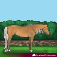 Horse Color:Silver Buckskin 