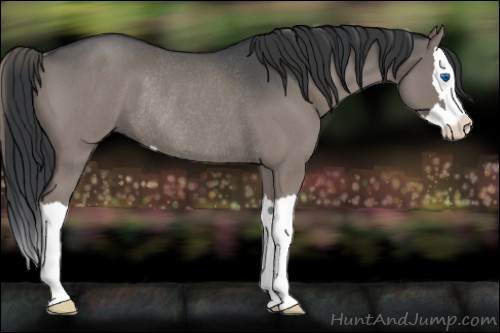 Horse Color:Grullo Roan Sabino Splash Rabicano 