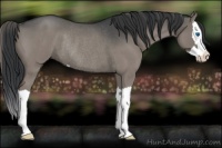 Horse Color:Grullo Roan Sabino Splash Rabicano 