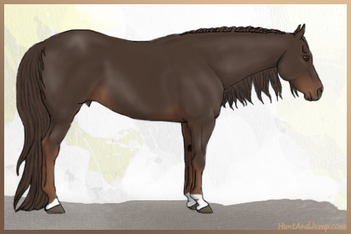 Horse Color:Liver Chestnut 