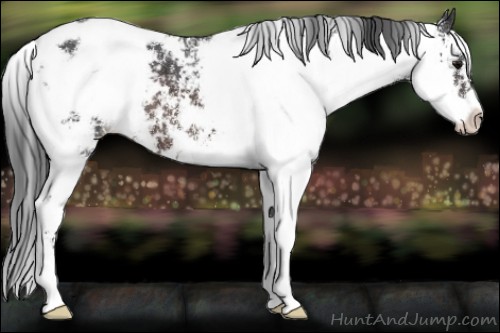Horse Color:Brown Sabino Appaloosa 