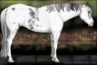 Horse Color:Brown Sabino Appaloosa 