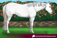 Horse Color:White Spotted Liver Chestnut Ice Pearl Sabino Appaloosa 