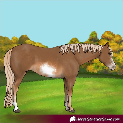 Horse Color:Chocolate Palomino Sabino Frame 