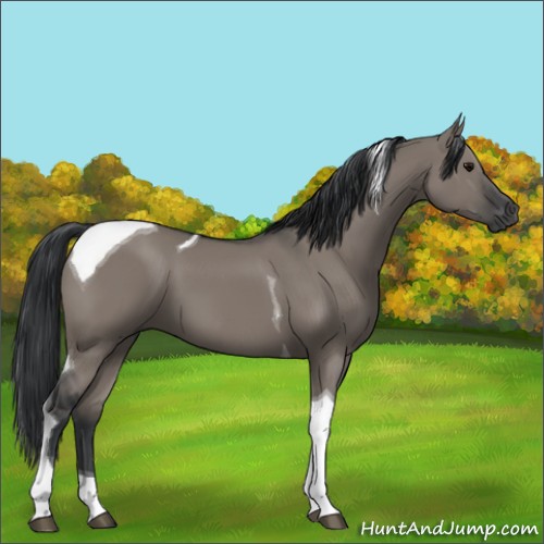 Horse Color:Grullo Tobiano