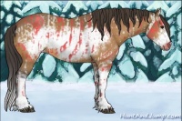 Horse Color:Buckskin Splash Frame  and Buckskin Splash Frame 