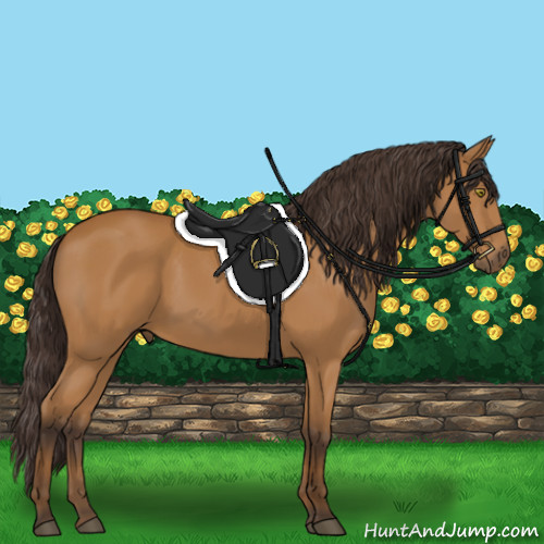 Horse Color:Buckskin 