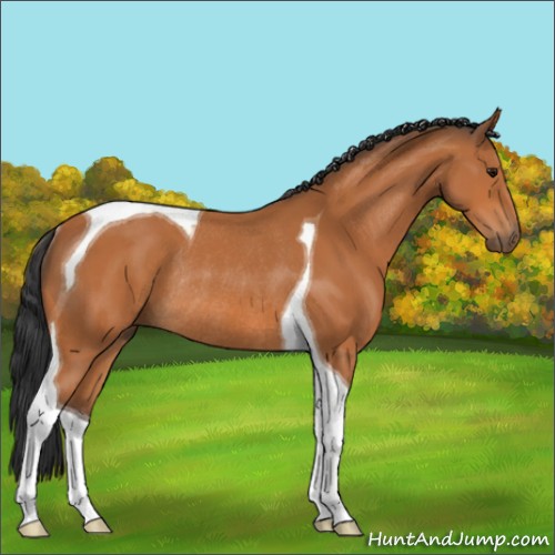 Horse Color:Bay Tobiano Rabicano 