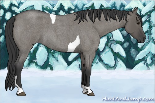 Horse Color:Grullo Roan Tobiano