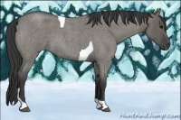 Horse Color:Grullo Roan Tobiano