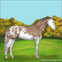 Horse Color:Red Roan Sabino Splash Appaloosa 