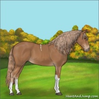 Horse Color:Chestnut Tobiano 