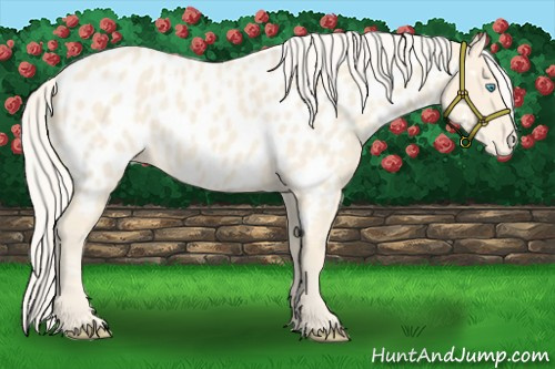 Horse Color:Cremello Appaloosa 