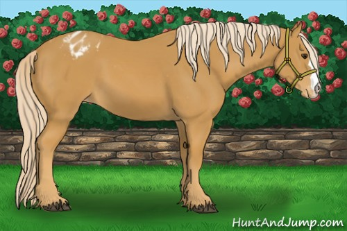 Horse Color:Palomino Appaloosa