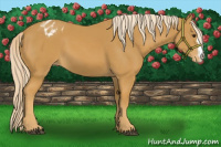 Horse Color:Palomino Appaloosa 