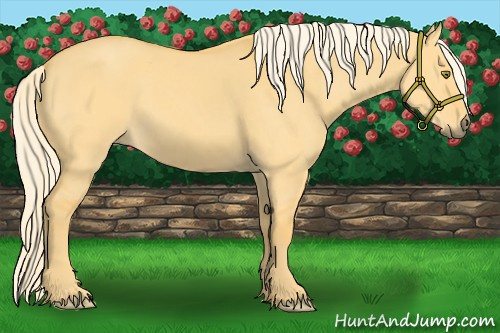 Horse Color:Palomino Dun