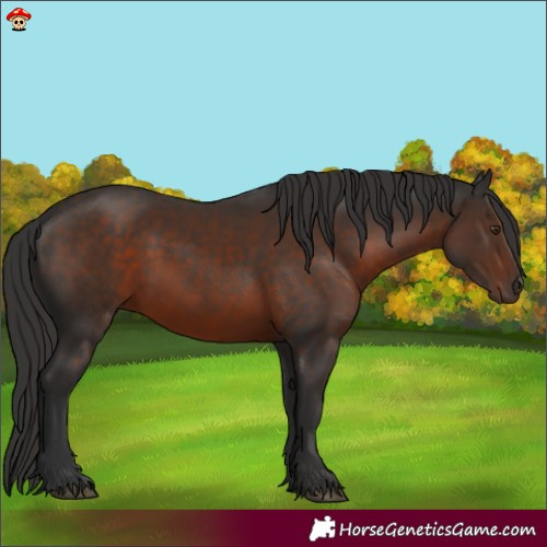 Horse Color:Liver Chestnut 