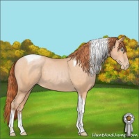 Horse Color:Buckskin Pearl Sabino Tobiano 
