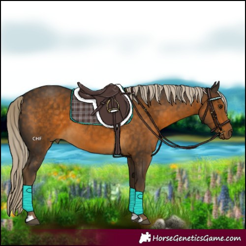 Horse Color:Chocolate Palomino 