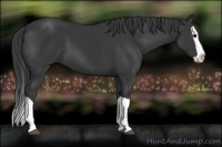 Horse Color:Black Splash 