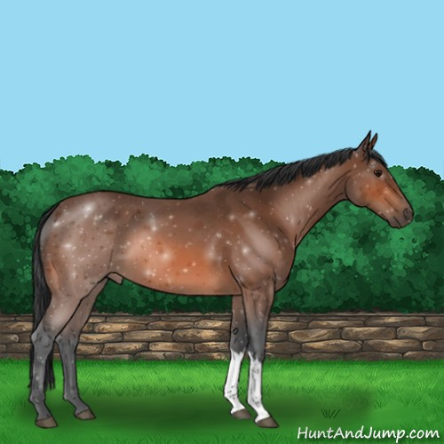 Horse Color:Bay Roan 