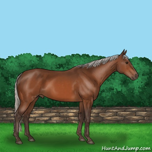 Horse Color:Silver Bay 