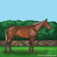 Horse Color:Silver Bay 