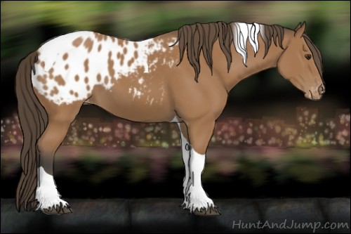 Horse Color:Bay Tobiano Appaloosa 