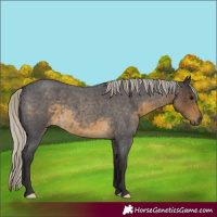 Horse Color:Silver Smoky Blue Roan 