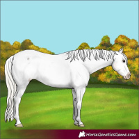 Horse Color:Silver Smoky Blue Roan Appaloosa 