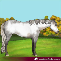 Horse Color:Silver Smoky Blue Roan Frame 