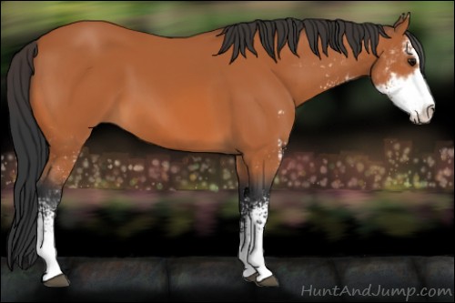 Horse Color:Bay Sabino 