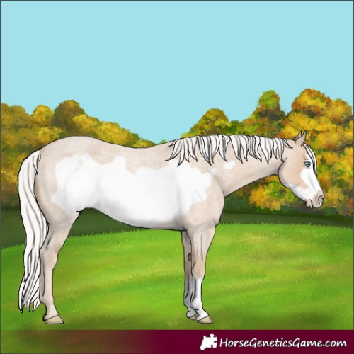 Horse Color:Silver Smoky Creme Roan Frame 