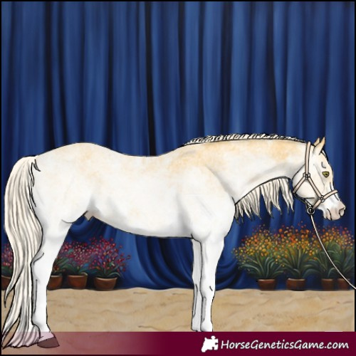 Horse Color:White Spotted Palomino Dun 