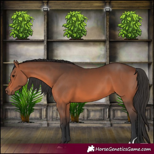 Horse Color:Brown 
